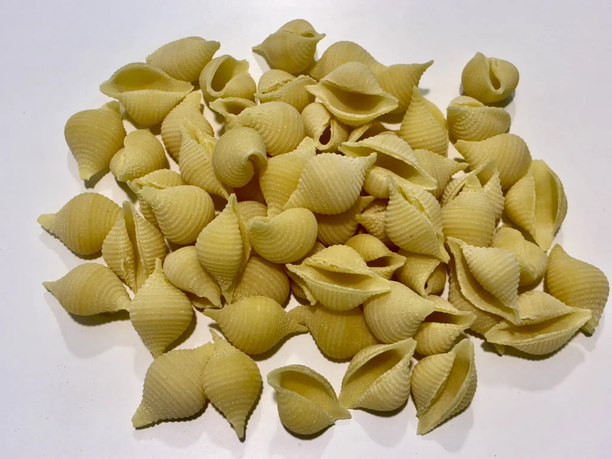 conchiglie-falbo